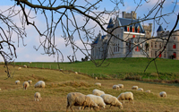 Moutons sur les prairies d'Abbadia - Crédit : Photoclub d'Hendaye/Dany